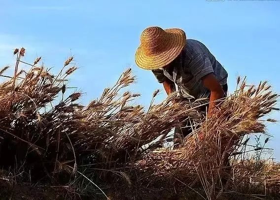世代为农耕田地，家境贫苦创财富打一准确生肖的警惕虚假宣传-构建解答解释落实