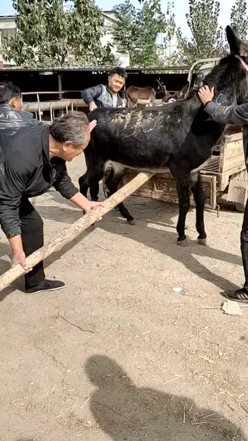 卸磨杀驴打一正确生肖,警惕虚假宣传、全面解答、综合解答解释落实